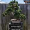 Juniperus chinensis ‘Shimpaku’ bonsai specimen.  Age at the t