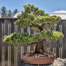 Location: Bonsai Court at the Conservatory, Hidden Lake Gardens, Michigan
Date: 2018-04-30
Pinus parviflora bonsai specimen.  ~80 years old at the time of t