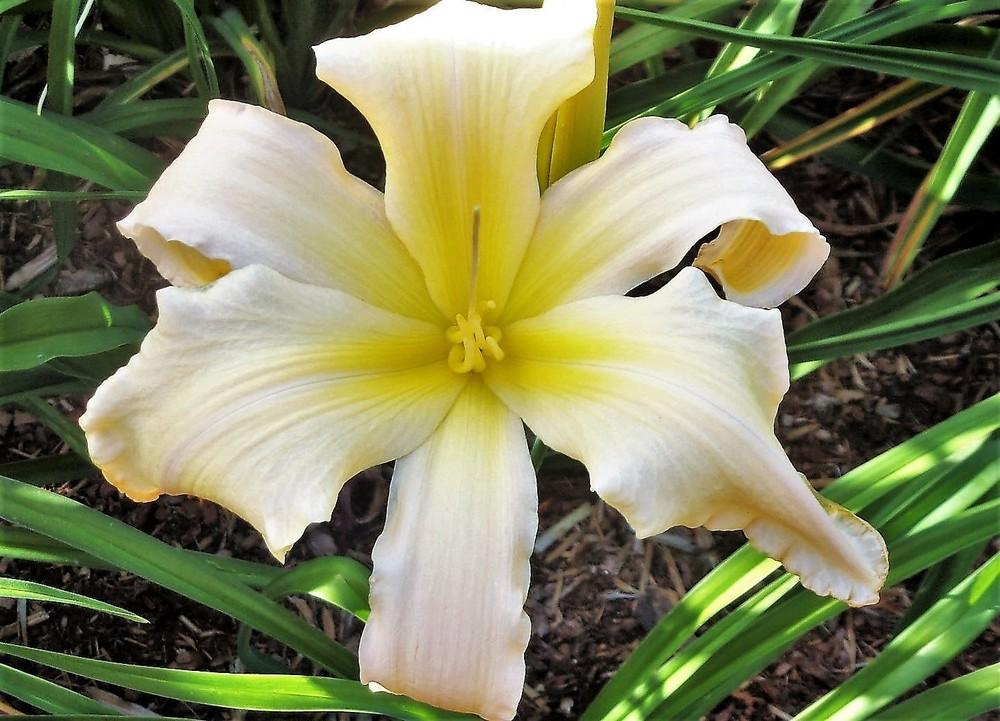 Photo of Daylily (Hemerocallis 'Two Hoots and a Holler') uploaded by celestialrose