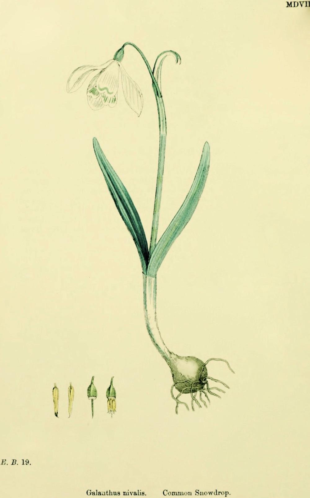 Photo of Snowdrop (Galanthus nivalis) uploaded by scvirginia