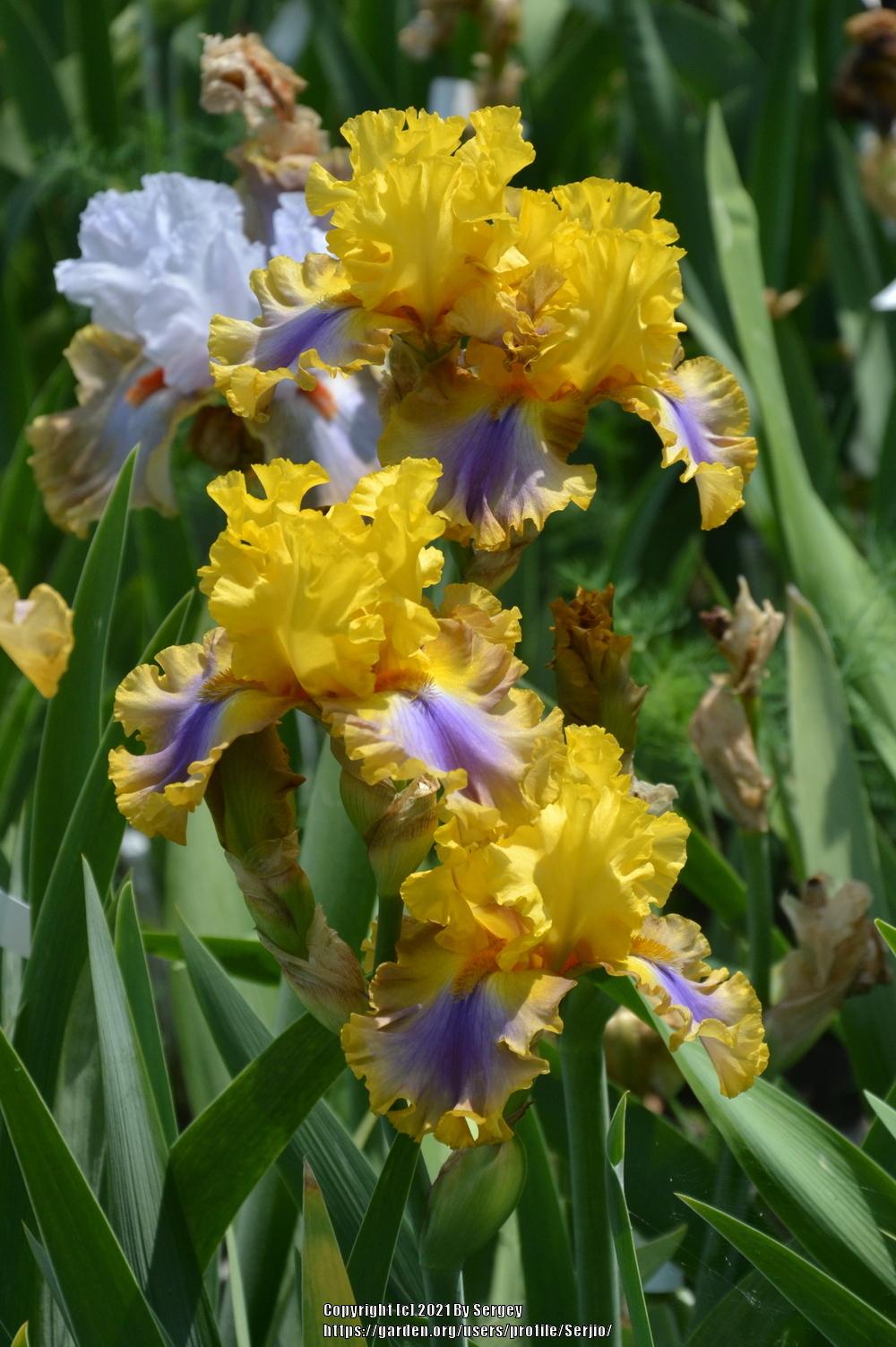 Photo of Tall Bearded Iris (Iris 'Good Morning Sunshine') uploaded by Serjio