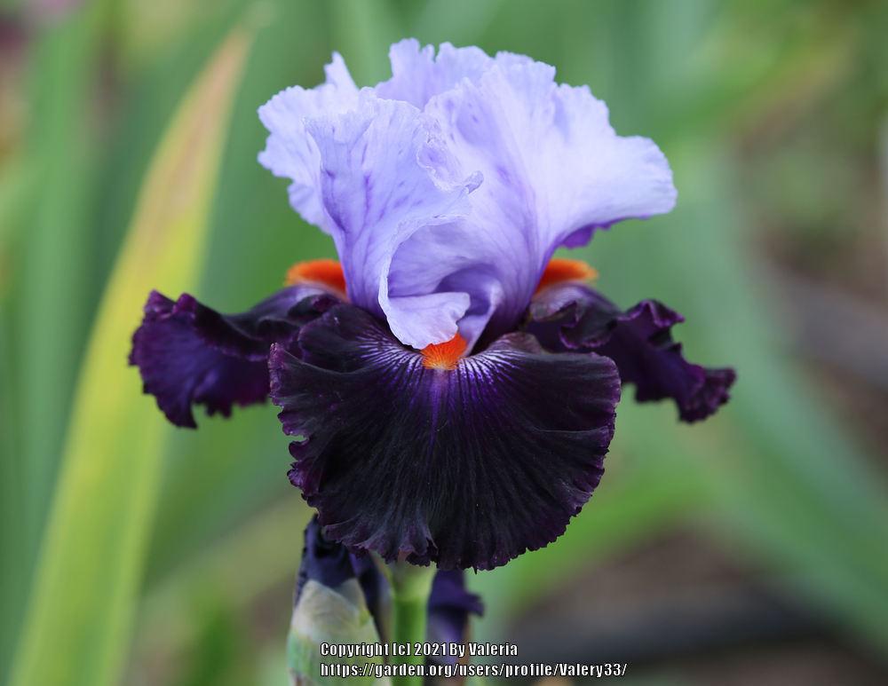 Photo of Tall Bearded Iris (Iris 'Honourable Lord') uploaded by Valery33