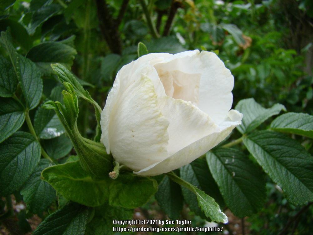 Photo of Hybrid Rugosa Rose (Rosa 'Blanc Double de Coubert') uploaded by kniphofia