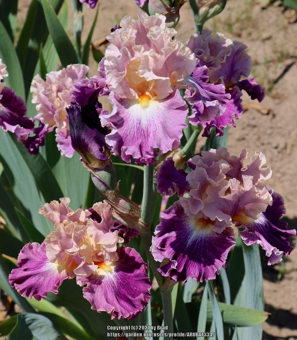 Photo of Tall Bearded Iris (Iris 'Nevertheless') uploaded by ARUBA1334