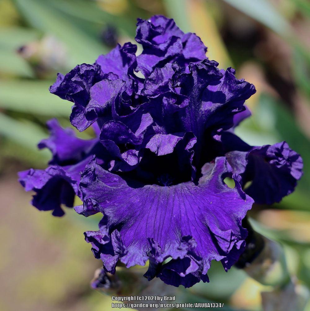 Photo of Tall Bearded Iris (Iris 'Royal Academy') uploaded by ARUBA1334