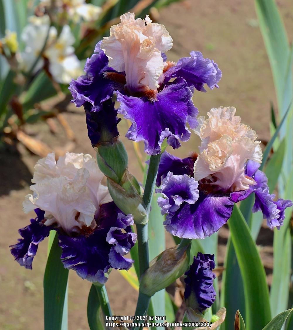 Photo of Tall Bearded Iris (Iris 'Beguiler') uploaded by ARUBA1334