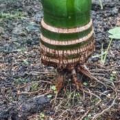 Arecaceae:  Areca catechu - base of the trunk of a young betel pa