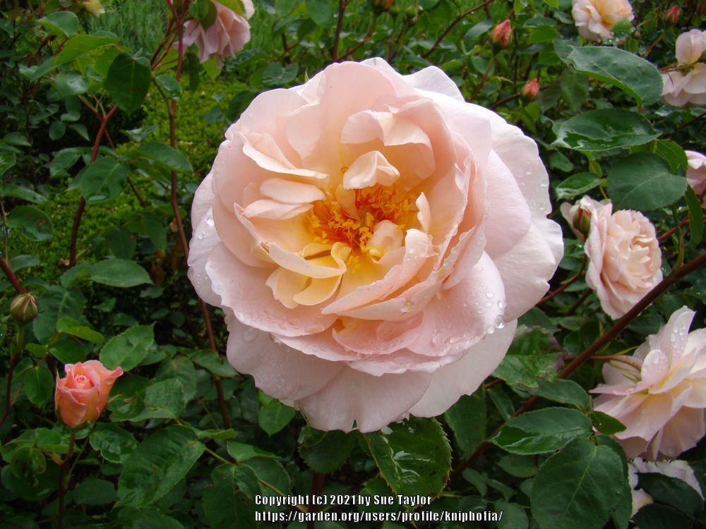 Photo of Rose (Rosa 'Belle Story') uploaded by kniphofia