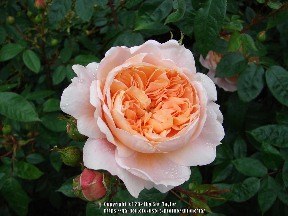 Photo of Rose (Rosa 'Colette') uploaded by kniphofia