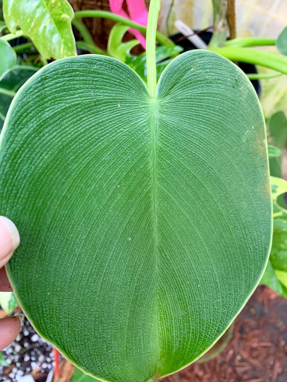 Photo of Naugahyde Philodendron (Philodendron rugosum) uploaded by Gina1960