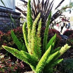 Location: Norwalk, California
Date: 2020-01-18
This beautiful fern was spootted at a gas station in California l