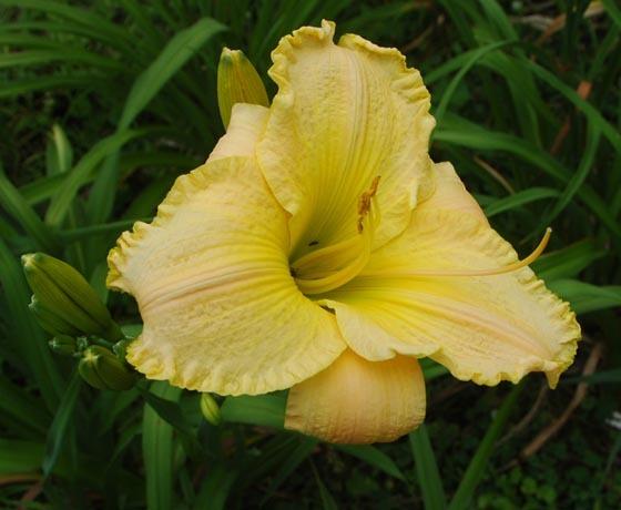 Photo of Daylily (Hemerocallis 'From This Moment On') uploaded by shive1