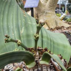 Location: Conservatory, Matthaei Botanical Gardens, Ann Arbor
Date: 2018-05-20
Welwitschia mirabilis - this plant, one of two in the collection,