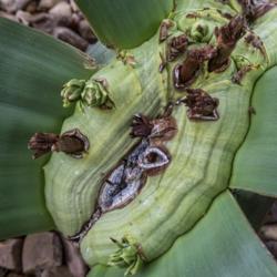 Location: Conservatory, Matthaei Botanical Gardens, Ann Arbor
Date: 2018-05-20
Welwitschiaceae:  Welwitschia mirabilis - showing signs of new gr