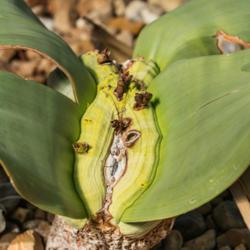Location: Conservatory, Matthaei Botanical Gardens, Ann Arbor
Date: 2017-03-15
Welwitschia mirabilis - growth is slow.  In the central cleft the