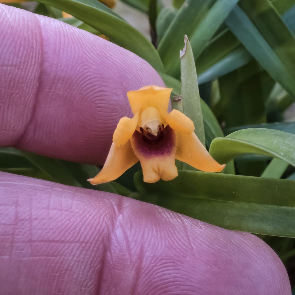 Photo of Orchid (Maxillaria variabilis) uploaded by arctangent