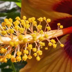 Location: Conservatory, Hidden Lake Gardens, Michigan
Date: 2018-08-17
(Hibiscus moscheutos) The reproductive parts of a hardy hibiscus 