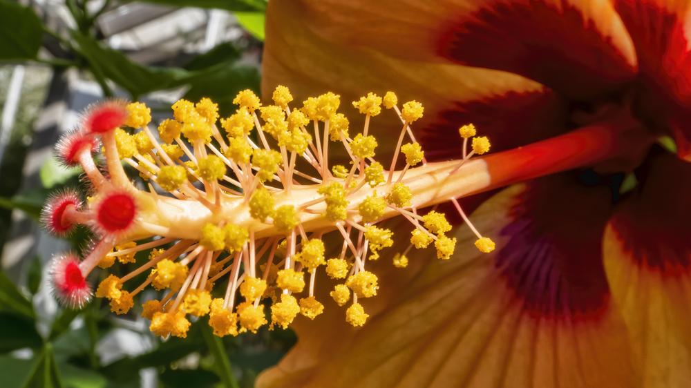 Photo of Hardy Hibiscus (Hibiscus moscheutos) uploaded by arctangent