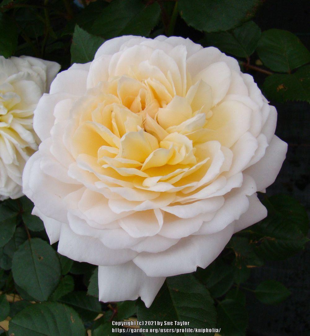 Photo of Rose (Rosa 'Crocus Rose') uploaded by kniphofia