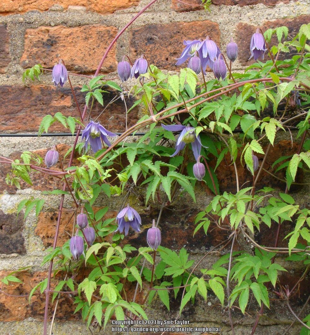 Photo of Clematis (Clematis macropetala 'Blue Bird') uploaded by kniphofia