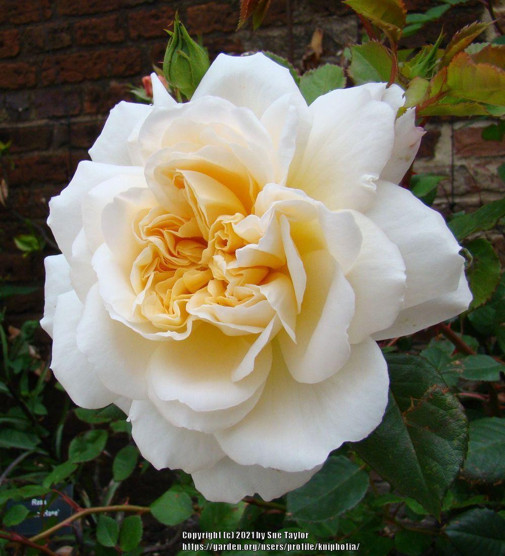 Photo of Rose (Rosa 'Crocus Rose') uploaded by kniphofia