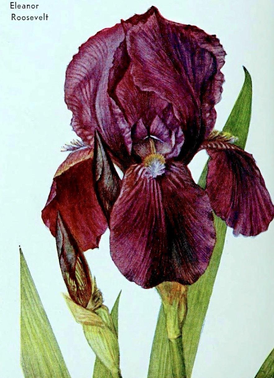 Photo of Intermediate Bearded Iris (Iris 'Eleanor Roosevelt') uploaded by scvirginia