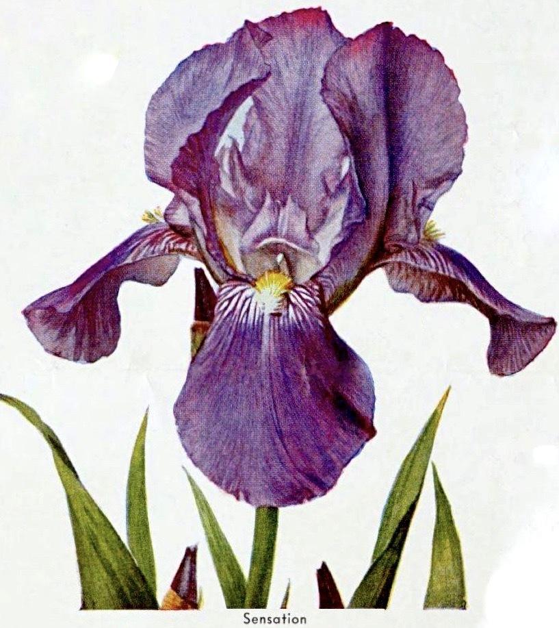 Photo of Tall Bearded Iris (Iris 'Sensation') uploaded by scvirginia