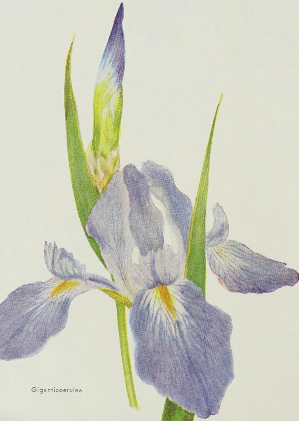 Photo of Species Iris (Iris giganticaerulea) uploaded by scvirginia