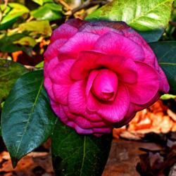 Location: Botanical Gardens of the State of Georgia...Athens, Ga
Date: 2021-01-13
Camellia 022a