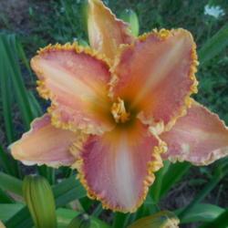 Location: Curries Daylily Farm
Date: 2019-07-21