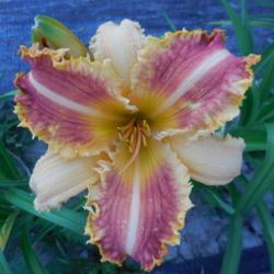Location: Curries Daylily Farm
Date: 2016-07-16