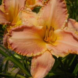 Location: Curries Daylily Farm
Date: 2019-07-21