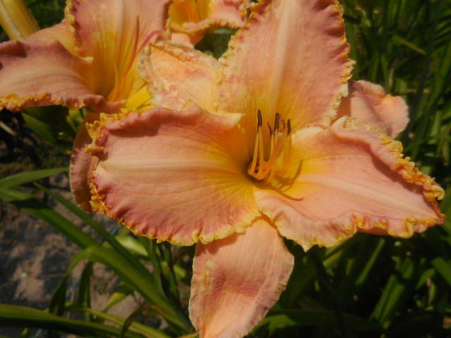 Photo of Daylily (Hemerocallis 'Barb and Ron a Love Story') uploaded by petalsnsepals