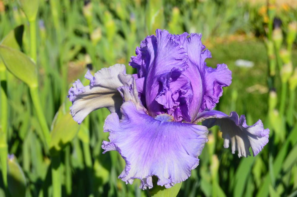 Photo of Tall Bearded Iris (Iris 'Living Your Dream') uploaded by KentPfeiffer