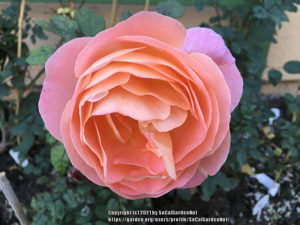 Photo of Rose (Rosa 'Lady Emma Hamilton') uploaded by SoCalGardenNut