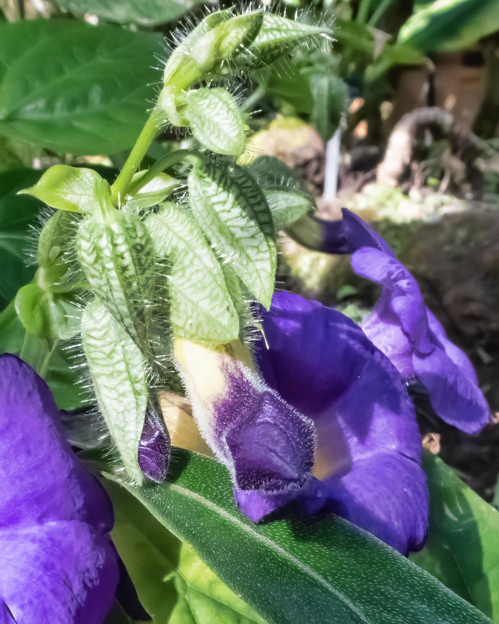 Photo of Blue Glory Vine (Thunbergia battiscombei) uploaded by arctangent