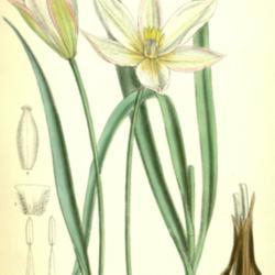 
Date: c. 1884
illustration by J. N. Fitch from 'Curtis's Botanical Magazine', 1