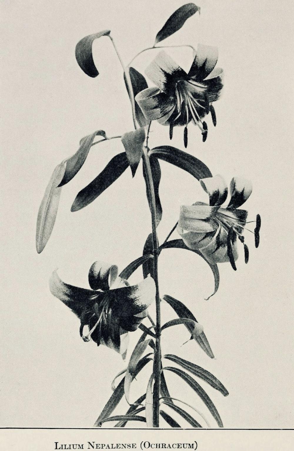 Photo of Lily (Lilium primulinum var. ochraceum) uploaded by scvirginia