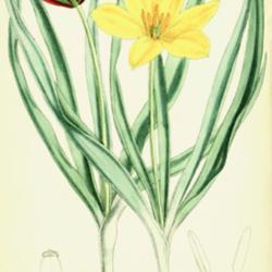 
Date: c. 1884
illustration of Tulipa tetraphylla as T. kesselringii by J. N. Fi