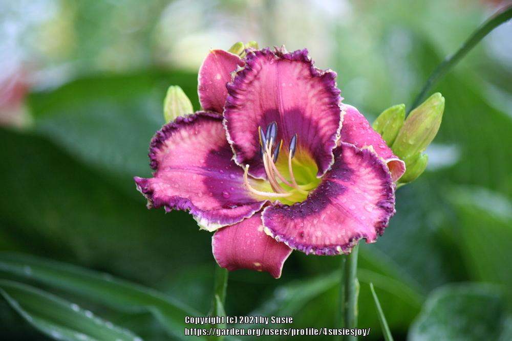 Photo of Daylily (Hemerocallis 'God Save the Queen') uploaded by 4susiesjoy