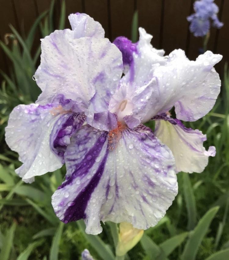 Photo of Tall Bearded Iris (Iris 'Brindled Beauty') uploaded by Lbsmitty
