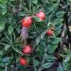 Asparagaceae:  Ruscus aculeatus - berries from the previous year 