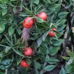 Location: Conservatory, Matthaei Botanical Gardens, Ann Arbor
Date: 2018-01-28
Asparagaceae:  Ruscus aculeatus - berries from the previous year 