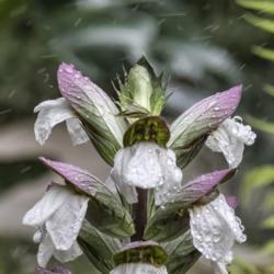 Location: Conservatory, Matthaei Botanical Gardens, Ann Arbor
Date: 2018-05-20
Acanthaceae:  Acanthus mollis - A pair of green and pinkish purpl