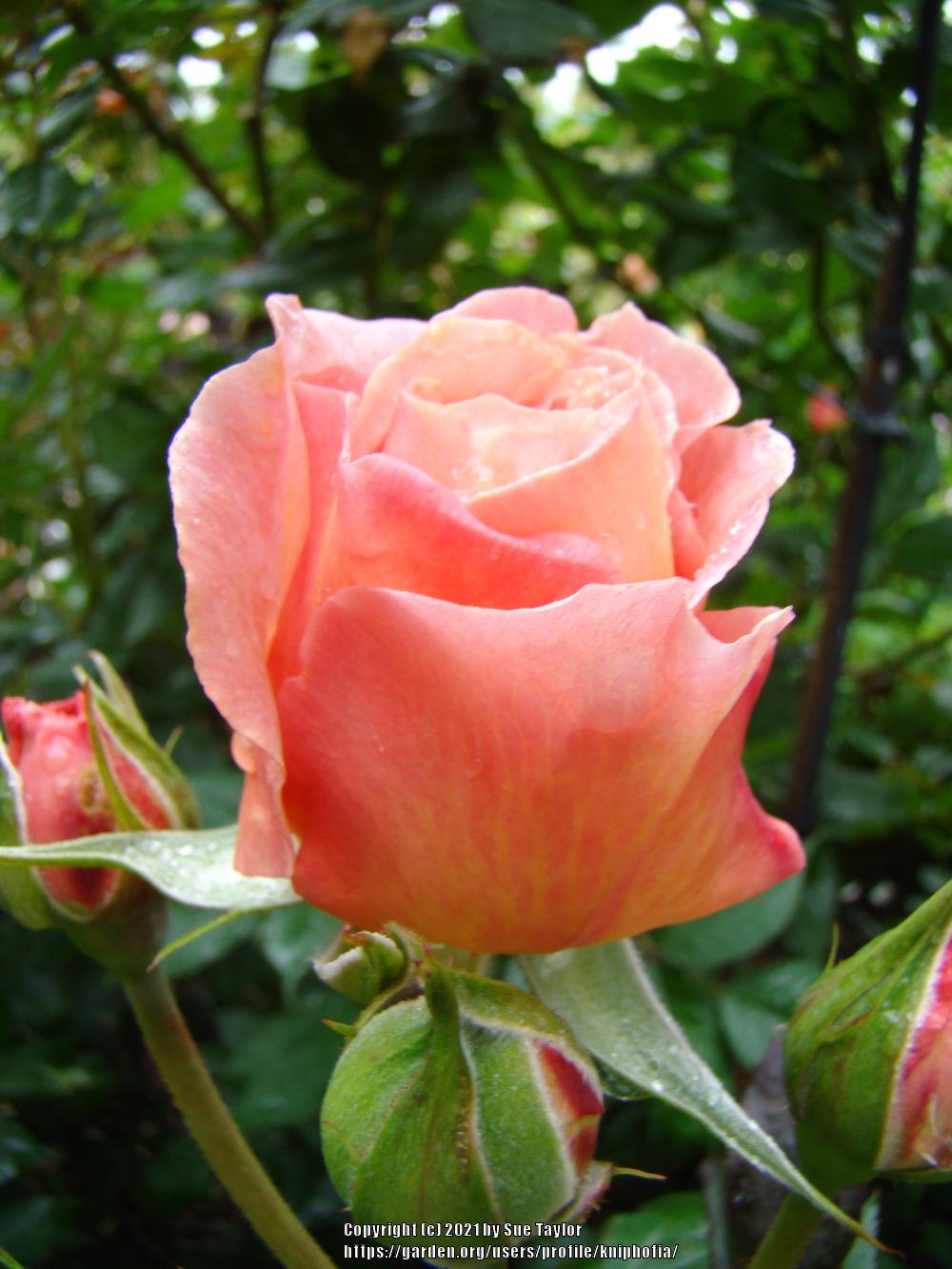 Photo of English Shrub Rose (Rosa 'A Shropshire Lad') uploaded by kniphofia