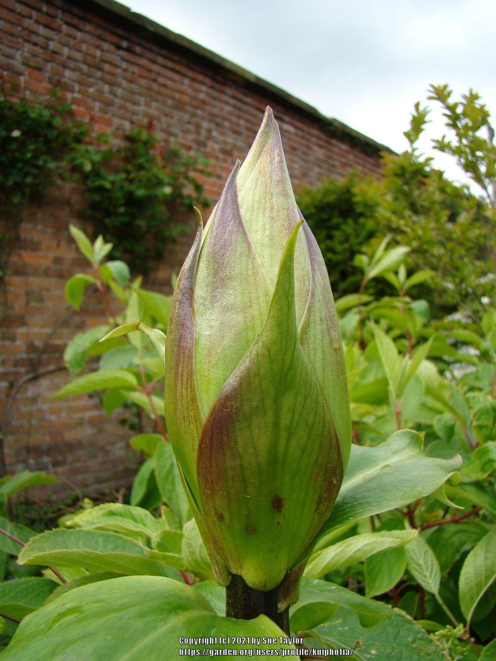 Photo of Giant Lily (Cardiocrinum giganteum) uploaded by kniphofia