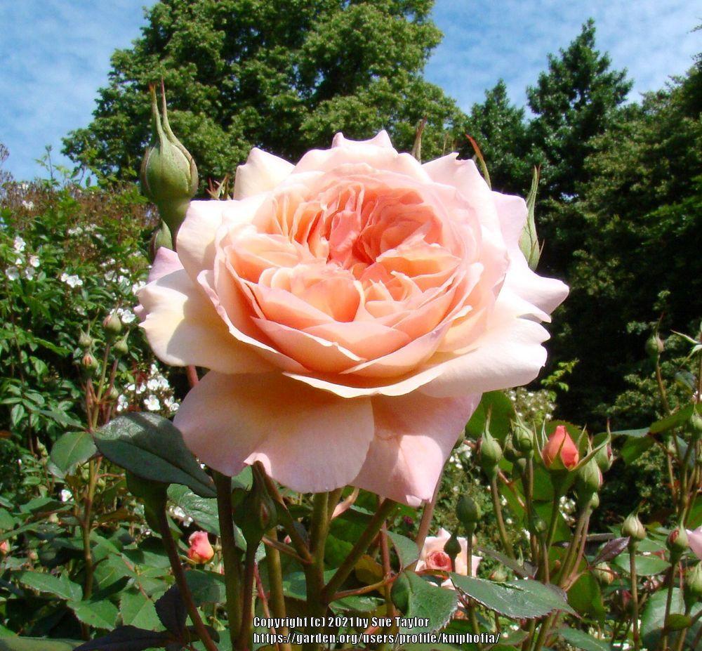 Photo of English Shrub Rose (Rosa 'A Shropshire Lad') uploaded by kniphofia