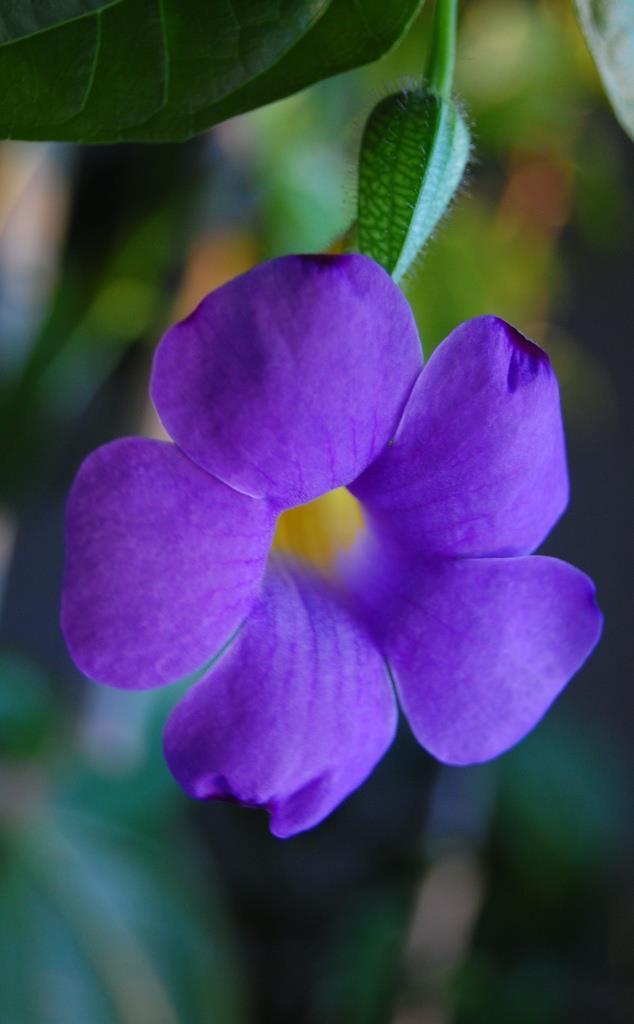 Photo of Blue Glory Vine (Thunbergia battiscombei) uploaded by pixie62560