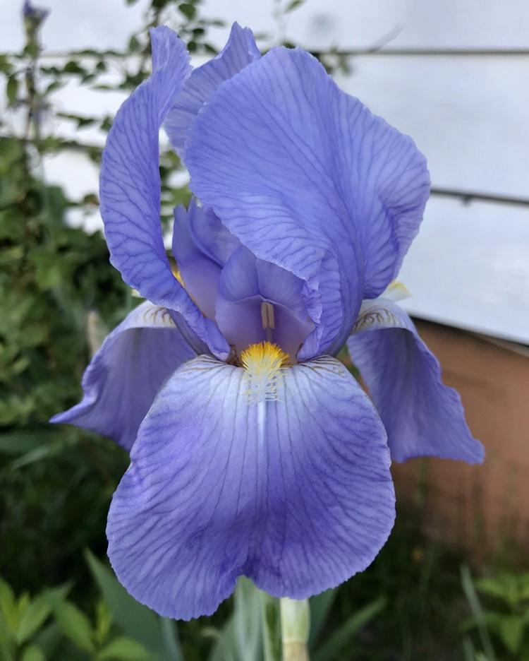 Photo of Tall Bearded Iris (Iris 'Great Lakes') uploaded by Lbsmitty