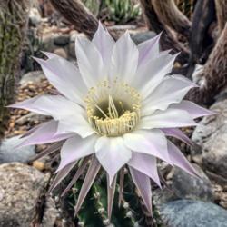 Location: Conservatory, Matthaei Botanical Gardens, Ann Arbor
Date: 2018-05-20
Echinopsis cactus, unidentified species.  It's an illusion that t